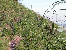 Ремнелепестник козий 003